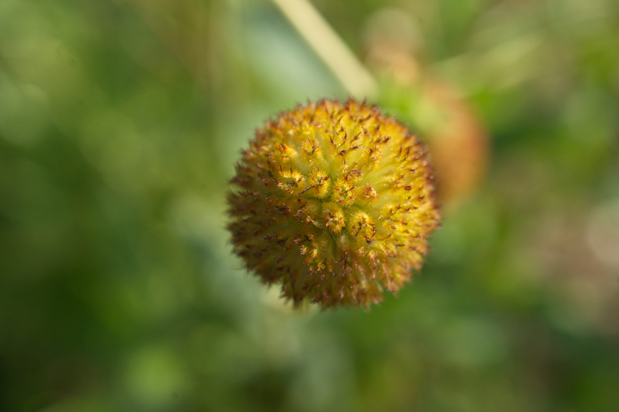 20210721  Gruen(t)raumHeimfeld 032